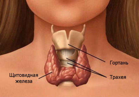Месторасположение щитовидной железы