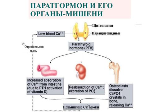 Кости, кишечник и почки – основные органы-мишени для паратгормона Кости, кишечник и почки – основные органы-мишени для паратгормона