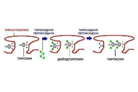 На фото – механизм протеолиза тиреоглобулина с образованием гормона тироксина