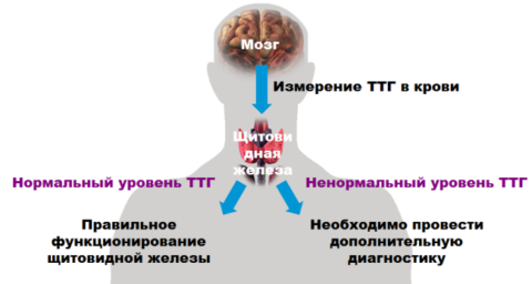 Схема оценки правильности работы щитовидной железы, опираясь на содержание ТТГ в крови