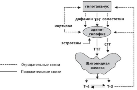 Схема управления выделением гормонов щитовидной железы