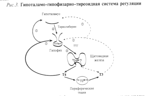 Гипоталамо-гипофизарно-тиреоидная система регуляции