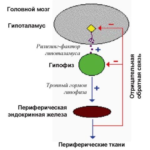 Взаимосвязь между гипоталамусом, гипофизом и щитовидной железой