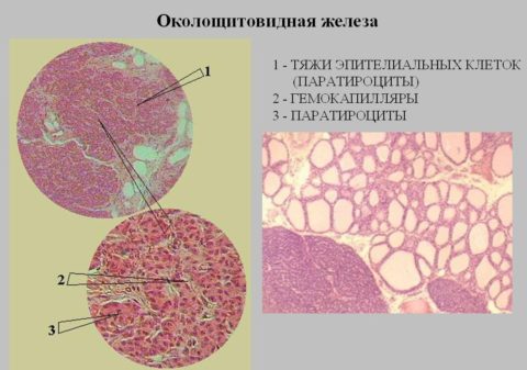 Паращитовидная железа, гистология, — препарат органа под электронным микроскопом Паращитовидная железа, гистология, — препарат органа под электронным микроскопом