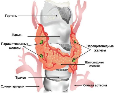 Паращитовидные железы расположены на щитовидке несимметрично Паращитовидные железы расположены на щитовидке несимметрично