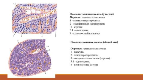 Схематическое изображение внутреннего строения паращитовидной железы Схематическое изображение внутреннего строения паращитовидной железы
