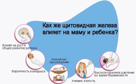Без гормонов ЩЖ нормальная беременность невозможна Без гормонов ЩЖ нормальная беременность невозможна