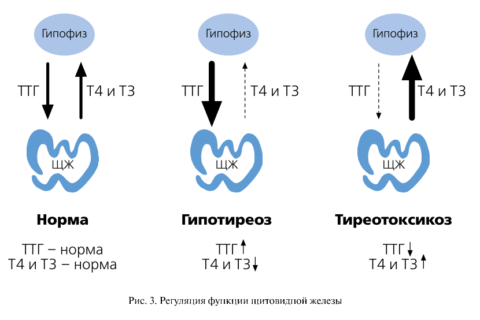 При тиреотоксикозе наряду с уменьшением концентрации ТТГ наблюдается рост Т3 и Т4 При тиреотоксикозе наряду с уменьшением концентрации ТТГ наблюдается рост Т3 и Т4