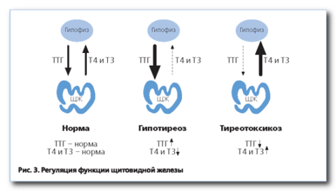Гипотиреоз и тиреотоксикоз - отклонения в концентрации ТТГ и гормонов Т3 Т4 щитовидной железы. Гипотиреоз и тиреотоксикоз - отклонения в концентрации ТТГ и гормонов Т3 Т4 щитовидной железы.