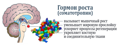 Гормон роста — сложный полипептид с непростыми задачами Гормон роста — сложный полипептид с непростыми задачами