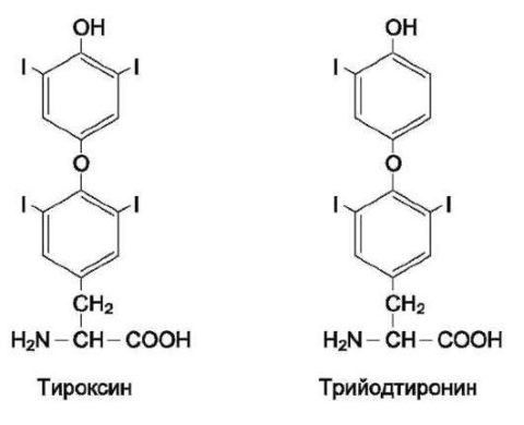 Т3 и Т4 имеют схожее строение (см. фото) и функции