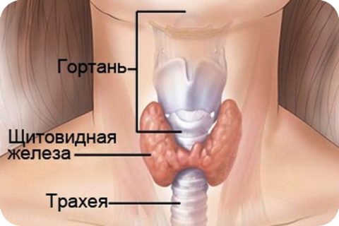 Локализация glandula thyreoidea Локализация glandula thyreoidea