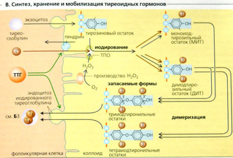 Анализ гормонов щитовидной железы и антител к ее тканям
