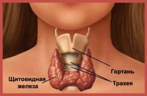 Причины удаления щитовидной железы Причины удаления щитовидной железы