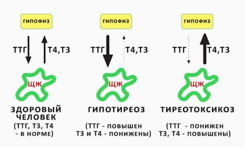 Опасно или нет, когда повышен Т4