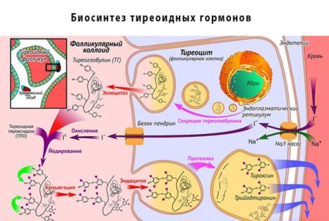 Схема образования основных гормонов щитовидной железы