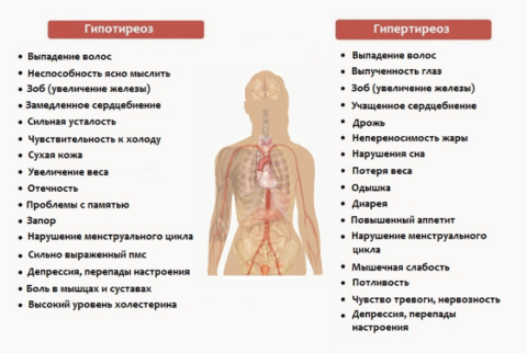 Признаки нарушения функционирования щитовидной железы Признаки нарушения функционирования щитовидной железы
