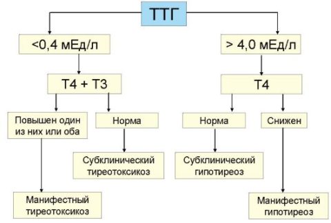 Схема гормональный соотношений при постановке диагноза